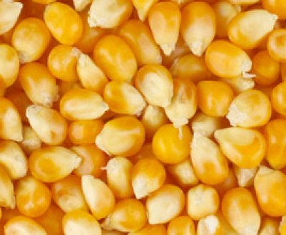 Кормова (фуражна) кукурудза