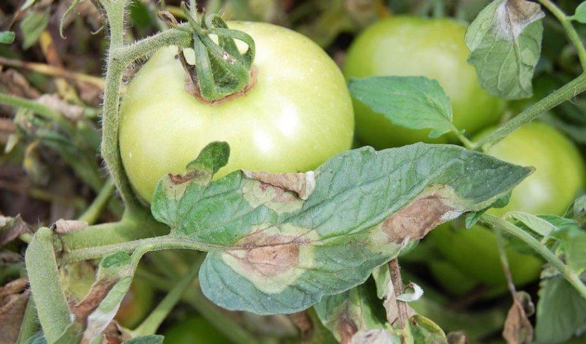 Фітофтороз на помідорах Фітофтороз на помідорах