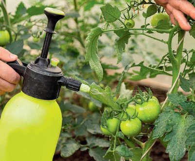 Обробка помідорів борною кислотою від фітофтори