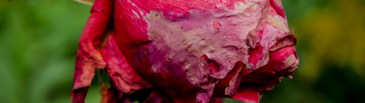 Як в домашніх умовах відновити зів'ялі троянди