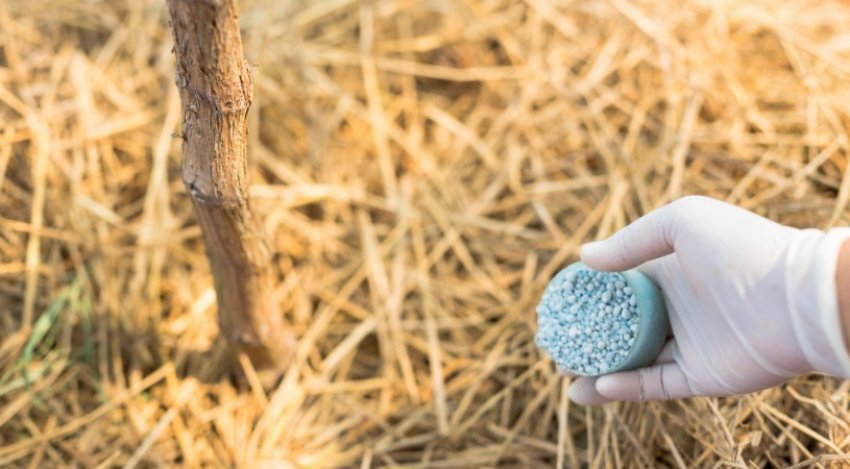 Підживлення винограду