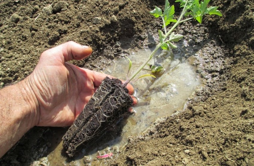 Обробка грунту перед посадкою розсади Обробка грунту перед посадкою розсади