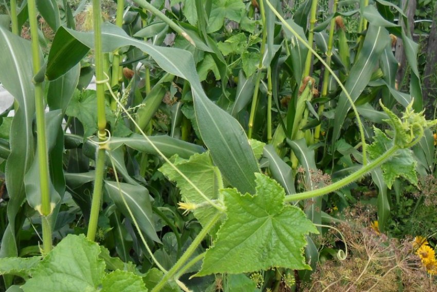 Кукурудза з огірками Кукурудза з огірками