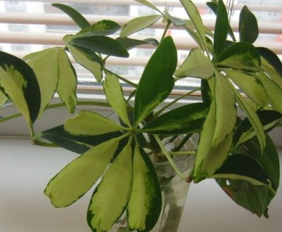 Шефлера квітка догляд в домашніх умовах