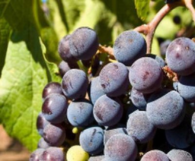 Як зробити смачне вино з винограду Молдова своїми руками?