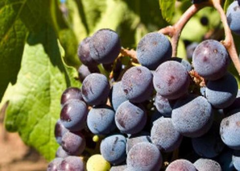 Як зробити смачне вино з винограду Молдова своїми руками?