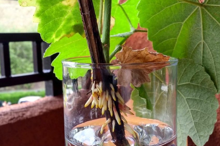 Укорінення живців