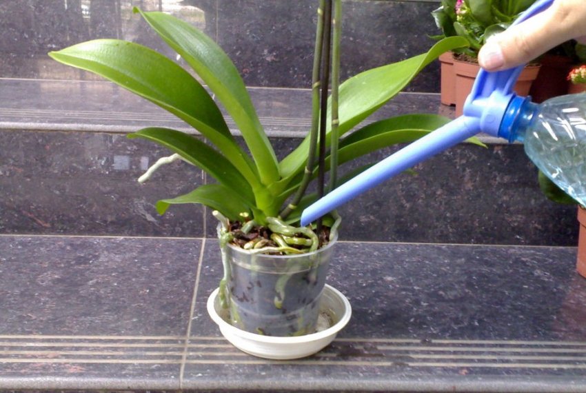 Полив фаленопсиса Полив фаленопсиса
