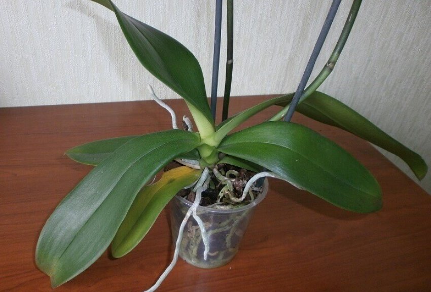 Начала цвести орхидея. Орхидея отцвела. Фаленопсис отцвел. Цветонос у орхидеи. Цветонос ОТЦВЕТШЕЙ орхидеи.