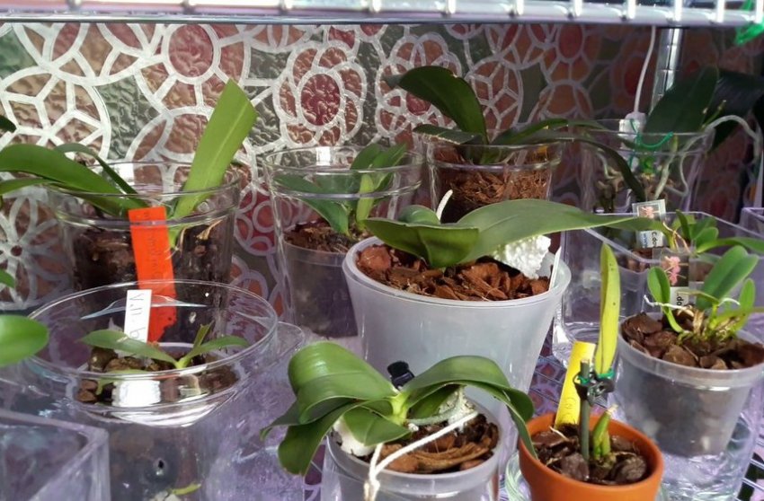 Підготовка до розмноження Підготовка до розмноження