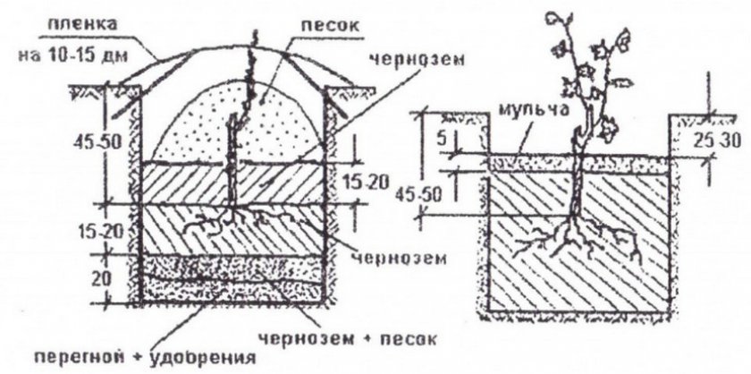 Посадка винограда Посадка винограда