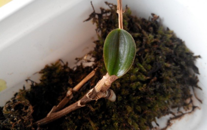 Розмноження фаленопсиса квітконосом Розмноження фаленопсиса квітконосом