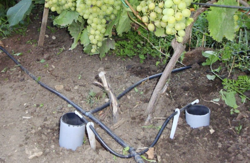Полив винограду