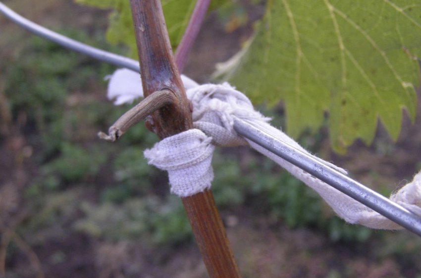 Підв'язування пагонів