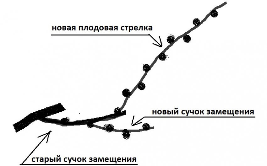 Обрізка винограду