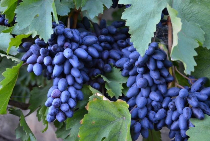 Виноград Одеський сувенір Виноград Одеський сувенір