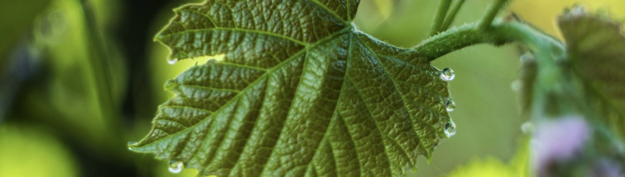 Сорт винограду Біанка: характеристика, секрети вирощування