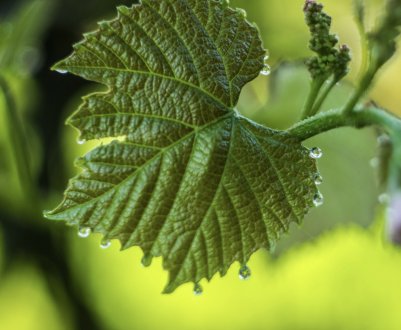 Сорт винограду Біанка: характеристика, секрети вирощування