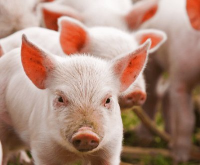 Класична чума свиней