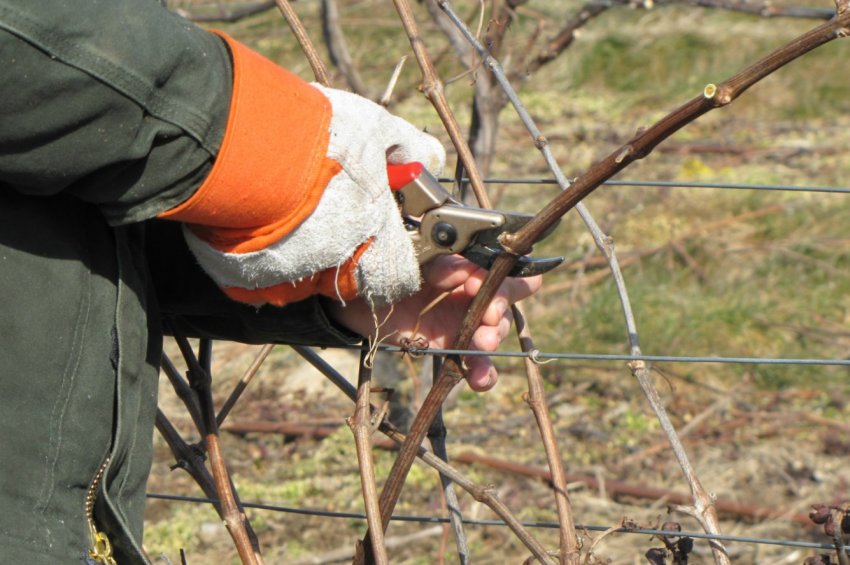Обрізка винограду Обрізка винограду