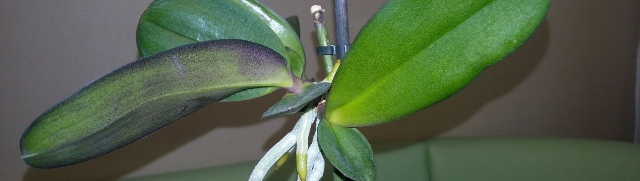 Особливості розмноження фаленопсиса будинку