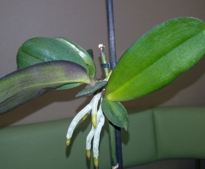 Особливості розмноження фаленопсиса будинку