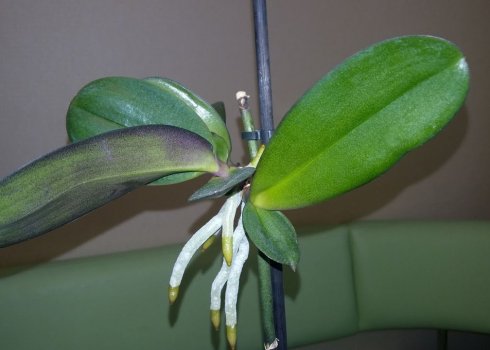 Особливості розмноження фаленопсиса будинку