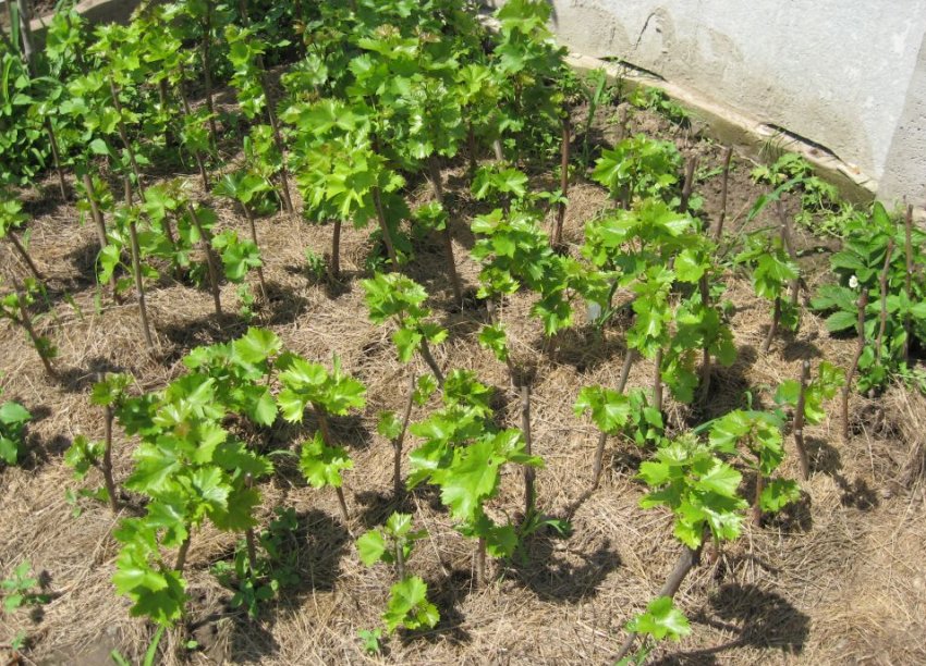 Мульчування винограду Мульчування винограду