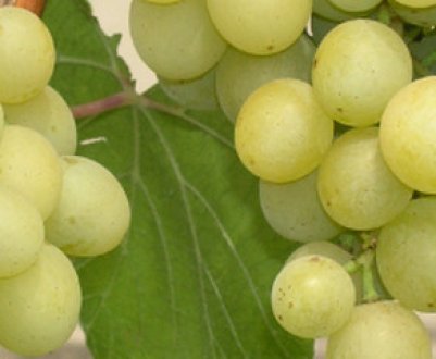 Сорт винограду «Богатяновский»: характеристика, агротехніка вирощування