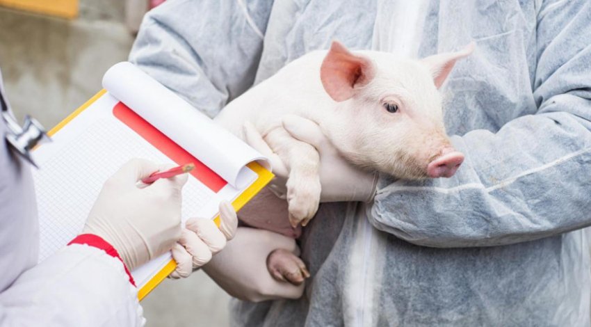 Контрольная работа по теме Описание и лечение чумы свиней