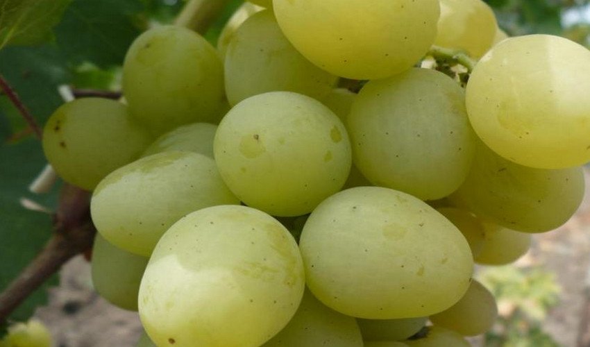 Виноград Богатяновский Виноград Богатяновский