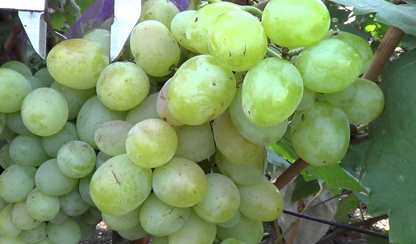 Виноград Богатяновский Виноград Богатяновский