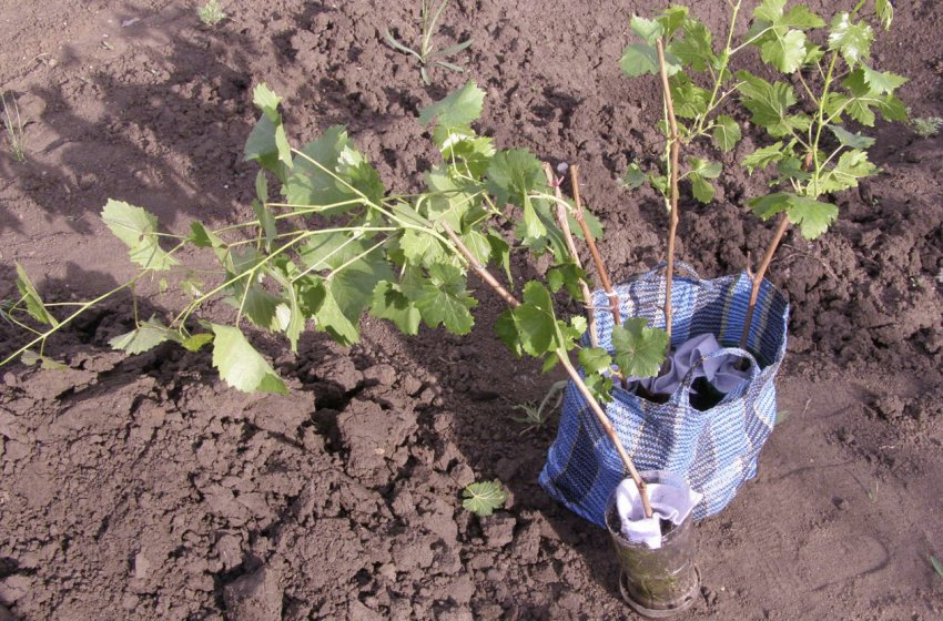 Саджанці винограду Саджанці винограду