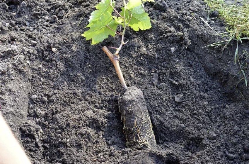 Посадка саджанців Посадка саджанців