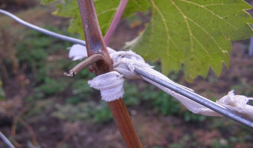 Опора і підв'язка Опора і підв'язка