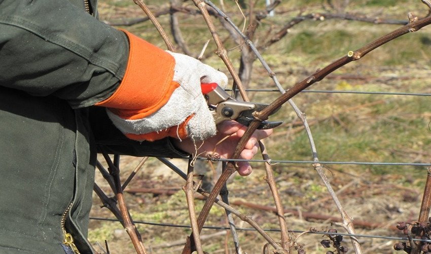 Обрізка Обрізка