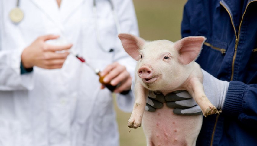 Контрольная работа по теме Описание и лечение чумы свиней