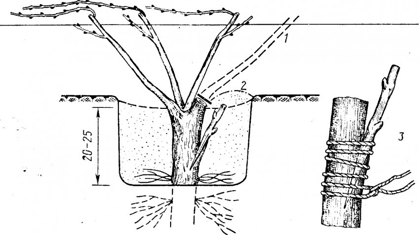 Щеплення черешка Щеплення черешка