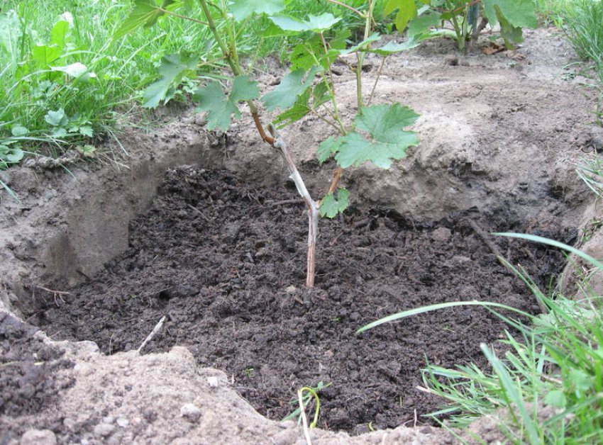 Посадка саджанців винограду Посадка саджанців винограду