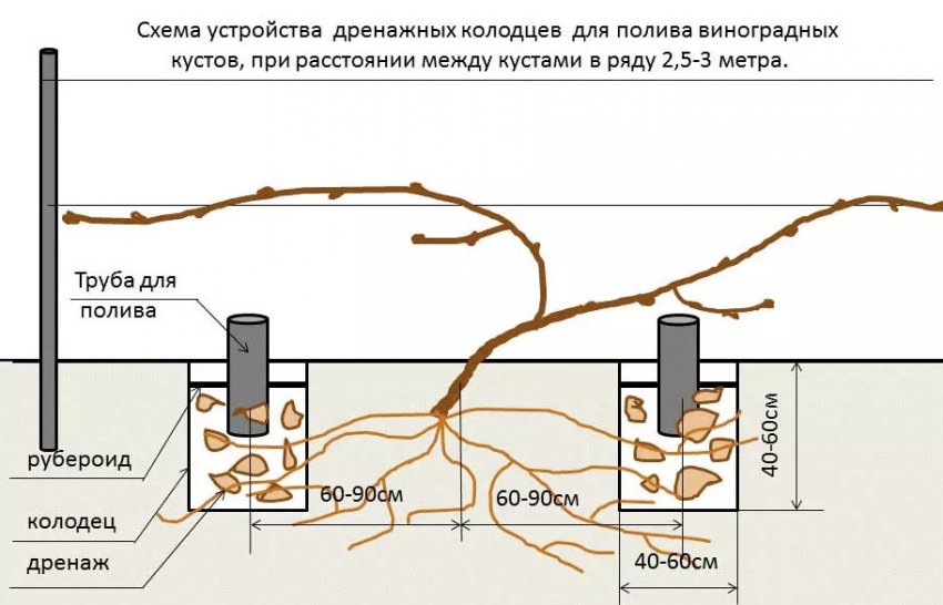 Дренажні колодязі для поливу винограду Дренажні колодязі для поливу винограду