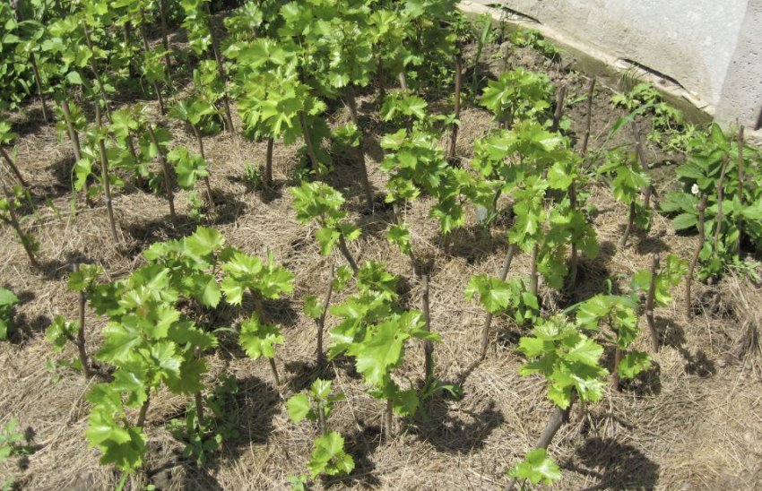 Мульчування Мульчування