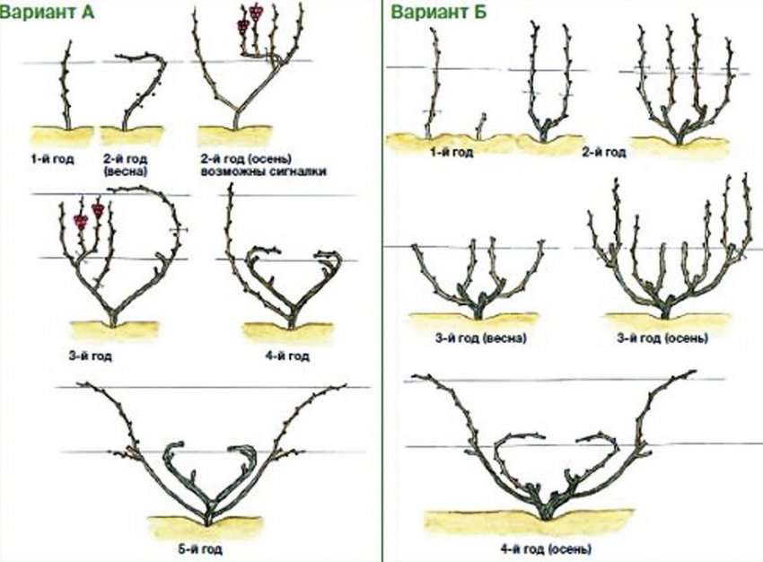 Формування винограду Формування винограду