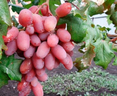 Сорт винограду «Віктор»: характеристика, агротехніка вирощування