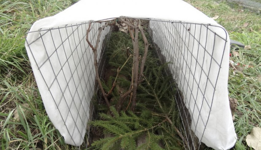 Укриття винограду Укриття винограду