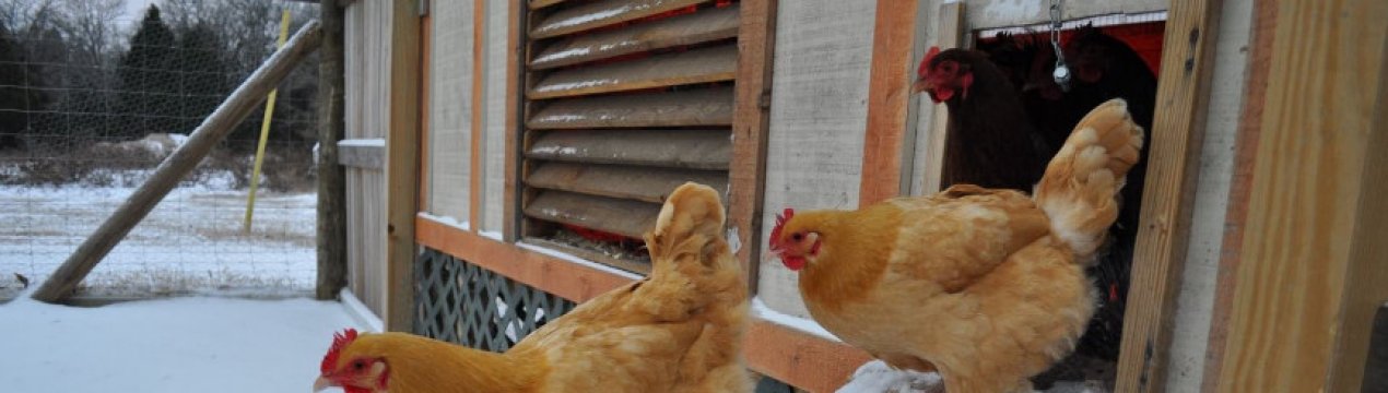 Чим утеплити курник на зиму