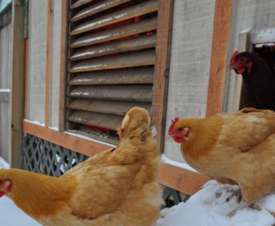 Чим утеплити курник на зиму