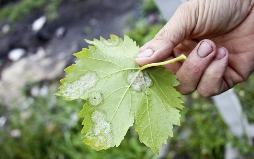 Борошниста роса Борошниста роса