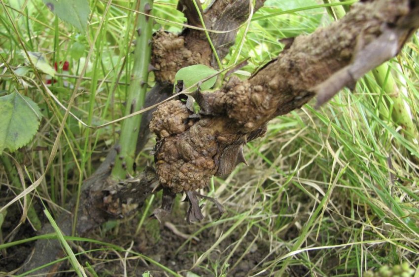 Бактеріальний рак Бактеріальний рак
