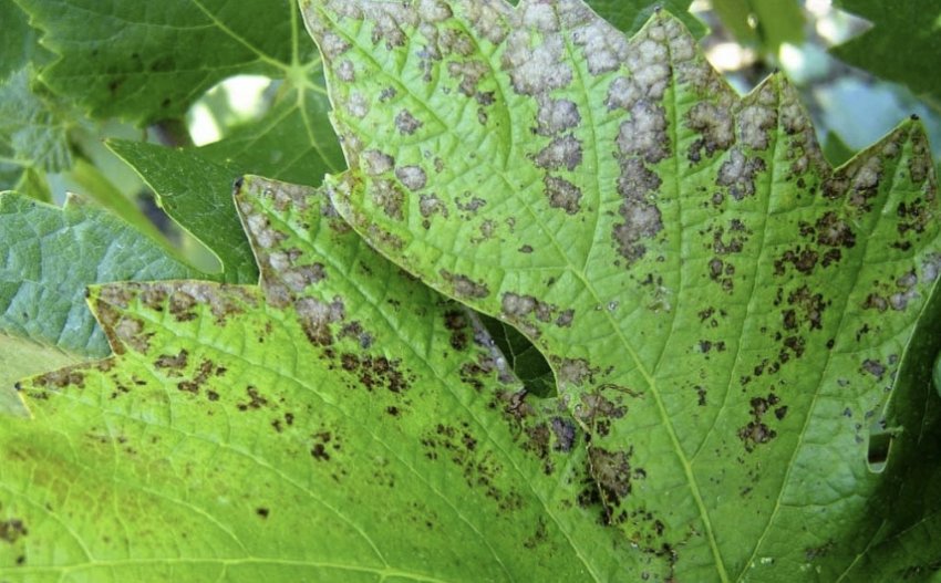 Альтернаріоз Альтернаріоз