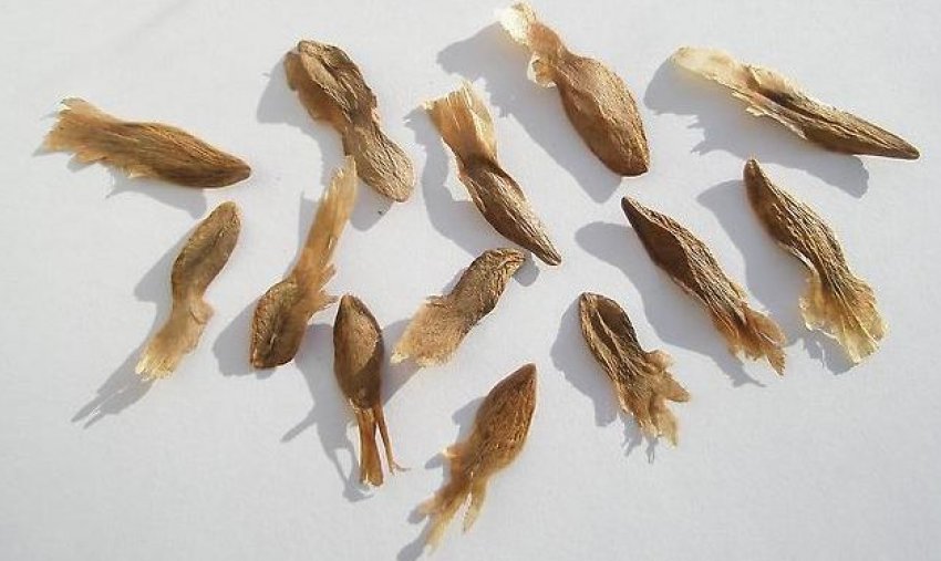 Підготовка насіння Підготовка насіння